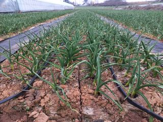 박린님의 마늘 · 제초 작성글 사진