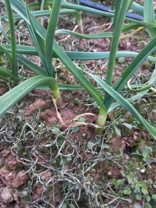 박린님의 마늘 · 제초 작성글 사진