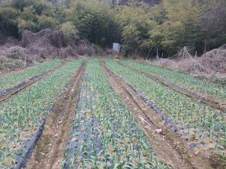 손인순님의 마늘 · 영농일지 작성글 사진