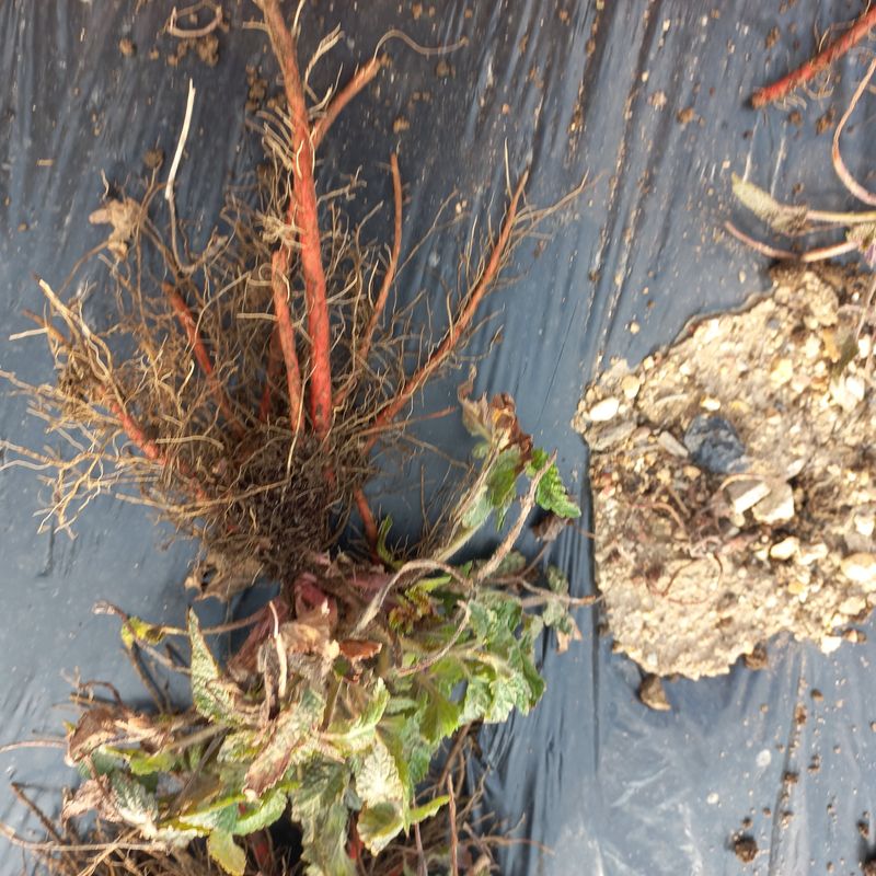 김상선님의 장터 판매 상품 [각종 모종 ] 첨부 사진