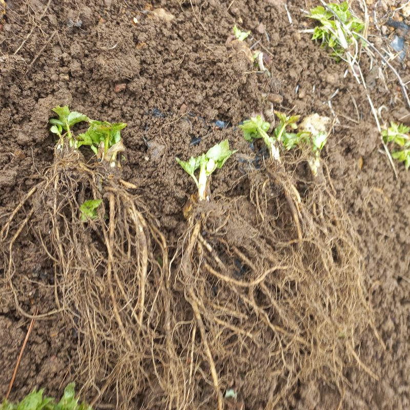 김상선님의 장터 판매 상품 [각종 모종 ] 첨부 사진