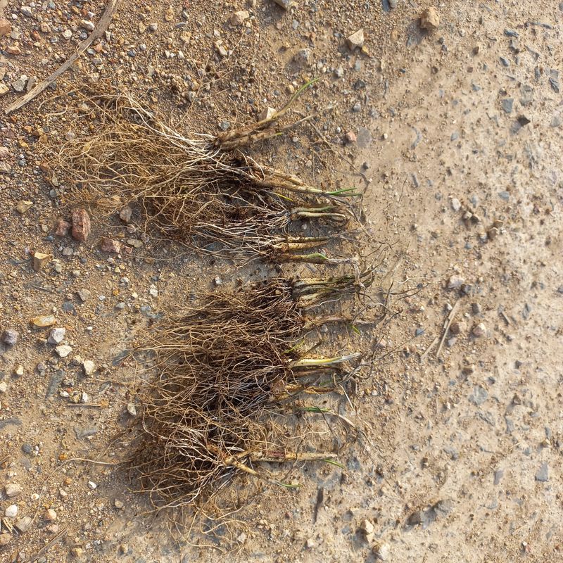 김상선님의 장터 판매 상품 [각종 모종 ] 첨부 사진