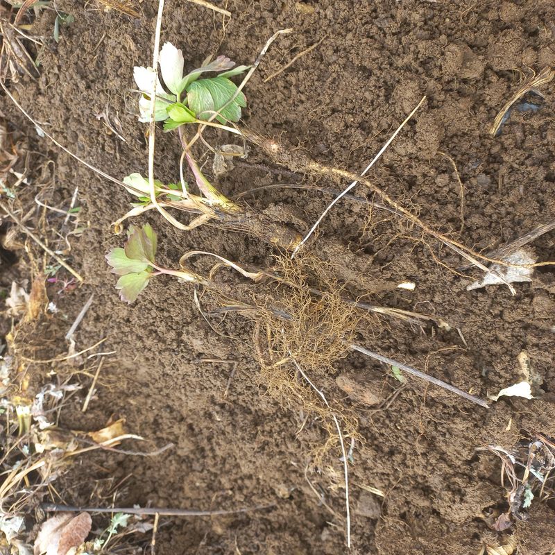 김상선님의 장터 판매 상품 [각종 모종 ] 첨부 사진