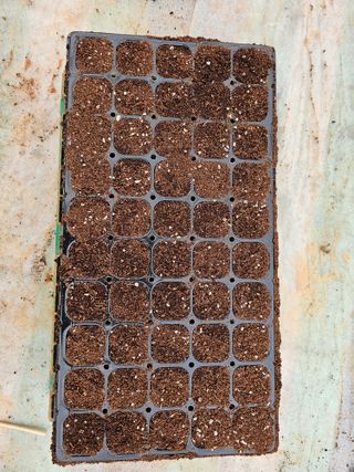 엘도라도님의 고추 · 영농일지 작성글 사진