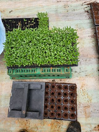 엘도라도님의 고추 · 영농일지 작성글 사진