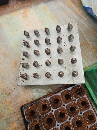 엘도라도님의 고추 · 영농일지 작성글 사진