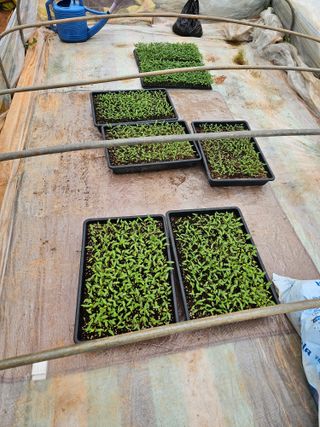 엘도라도님의 고추 · 영농일지 작성글 사진