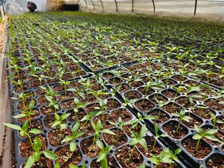 엘도라도님의 고추 · 영농일지 작성글 사진