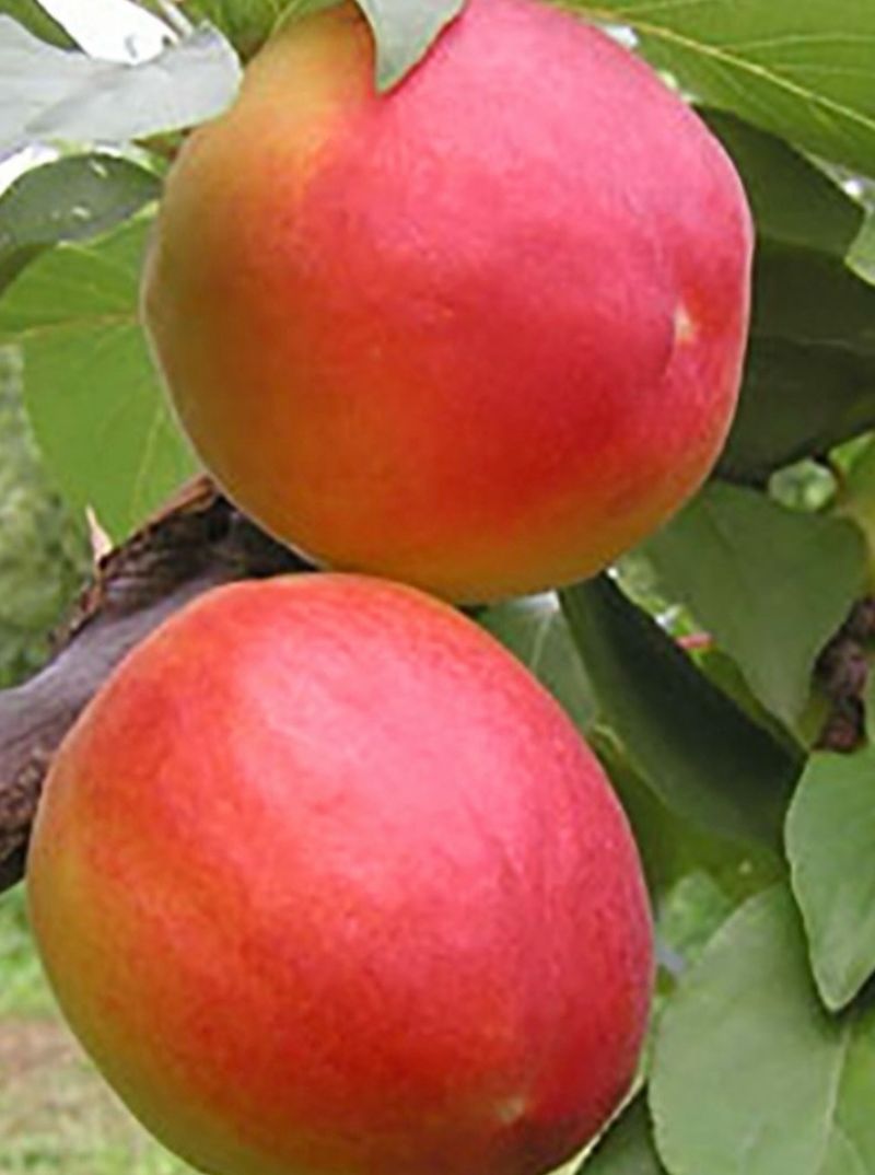 일심묘목농원님의 장터 판매 상품 [플럼코트 샤이니 접목1년생 묘목] 첨부 사진