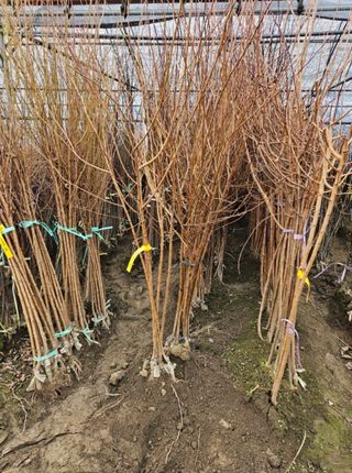 일심묘목농원님의 작성글 사진