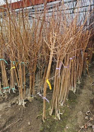 일심묘목농원님의 작성글 사진