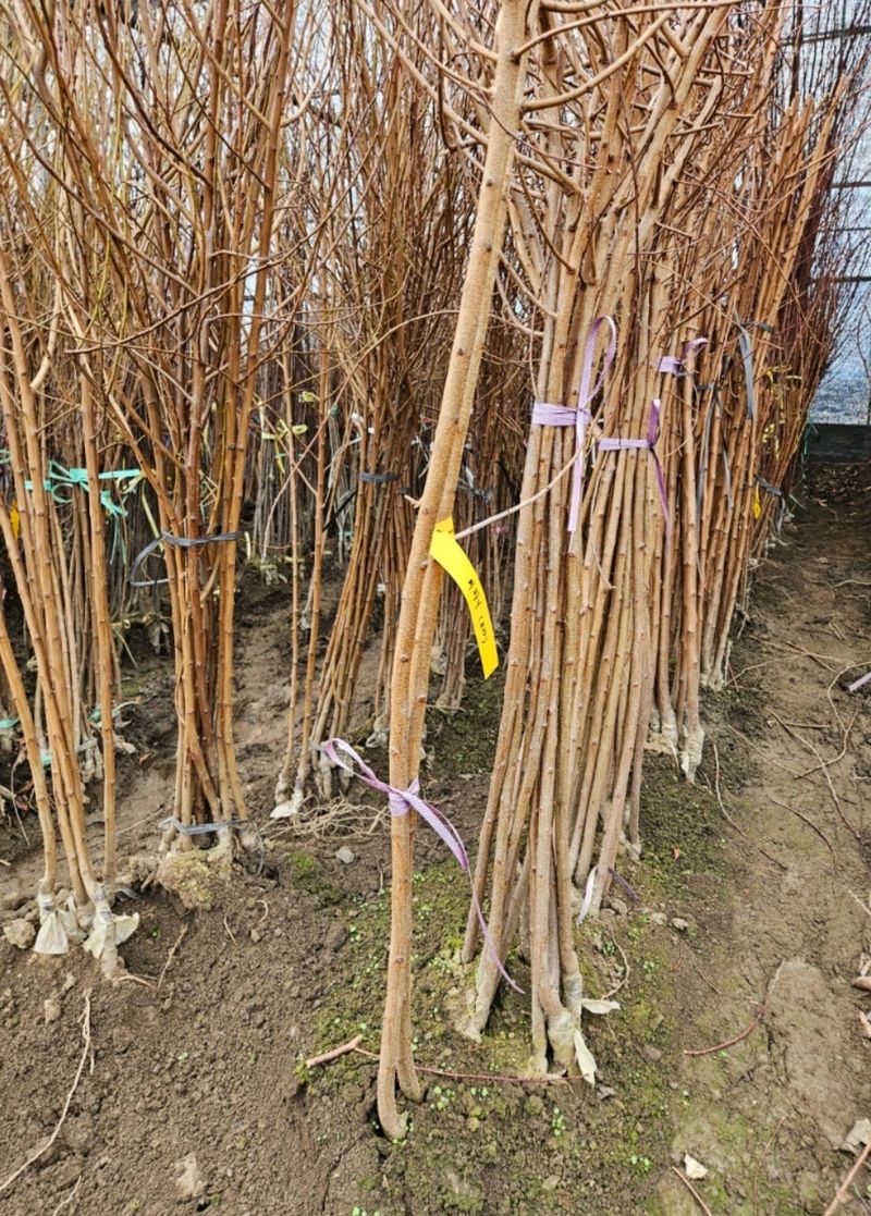 일심묘목농원님의 장터 판매 상품 [플럼코트 샤이니 접목1년생 묘목] 첨부 사진