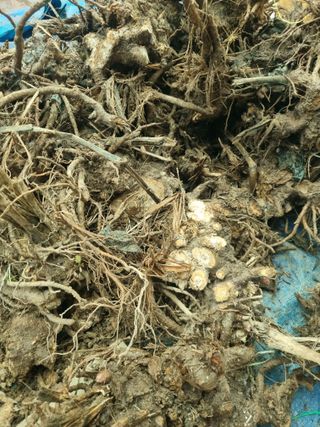 이호성님의 두릅 · 품종•종자 작성글 사진