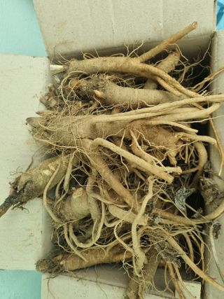 이호성님의 두릅 · 품종•종자 작성글 사진