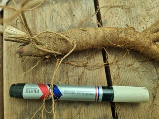 이호성님의 두릅 · 품종•종자 작성글 사진