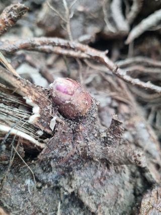 이호성님의 두릅 · 품종•종자 작성글 사진