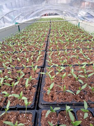 이천순님의 고추 · 파종•정식 작성글 사진