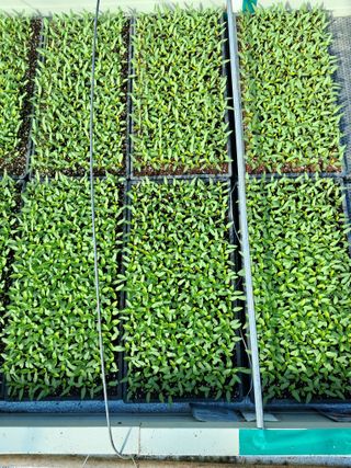 이천순님의 고추 · 파종•정식 작성글 사진