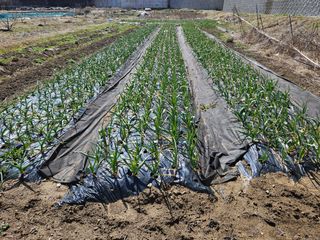뭣이라구요님의 마늘 · 일상 작성글 사진