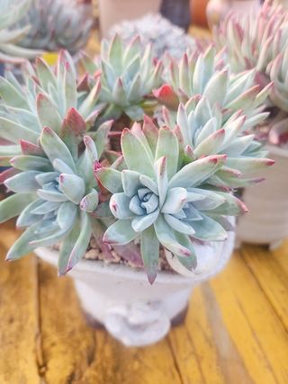 이연옥님의 자유주제 · 자유게시판 작성글 사진