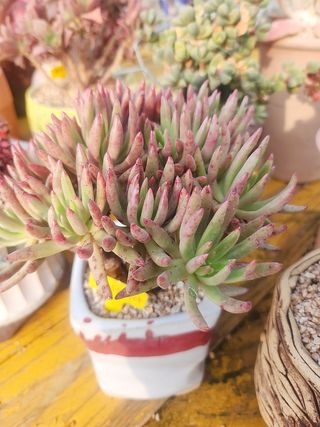 이연옥님의 자유주제 · 자유게시판 작성글 사진