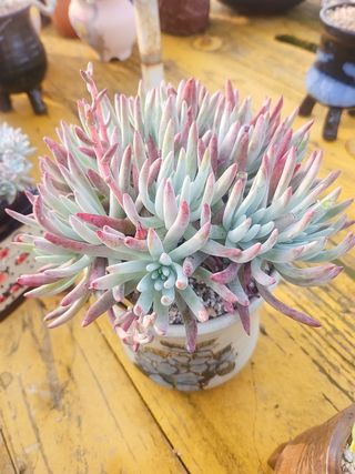 이연옥님의 자유주제 · 자유게시판 작성글 사진