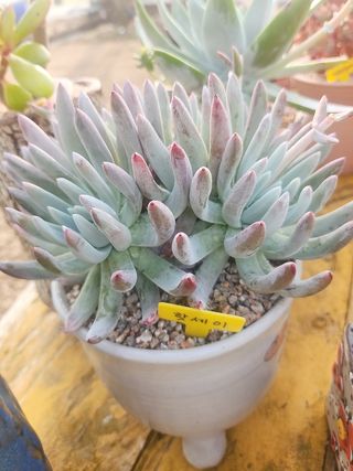 이연옥님의 자유주제 · 자유게시판 작성글 사진