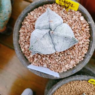 이연옥님의 자유주제 · 자유게시판 작성글 사진