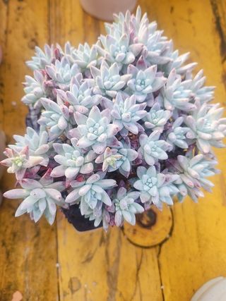 이연옥님의 자유주제 · 자유게시판 작성글 사진