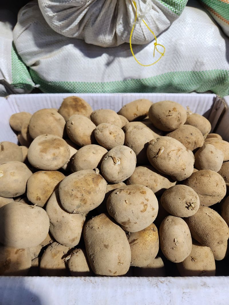 장터 상품 [두백 설봉 감자씨20kg 판매완료] 썸네일