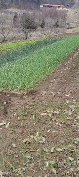 팜모닝 자유주제·자유게시판 게시글 이미지