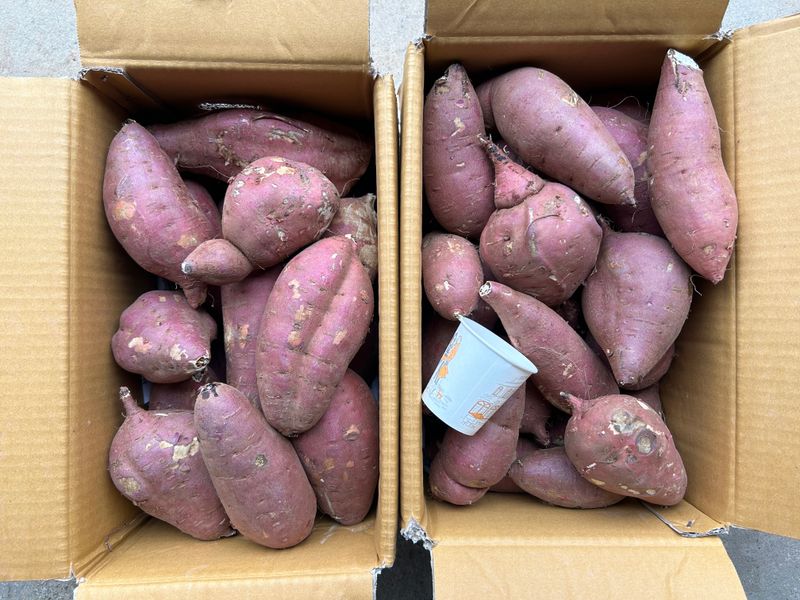 이영민님의 장터 판매 상품 [무안 꿀 고구마 왕못난이 10kg] 첨부 사진