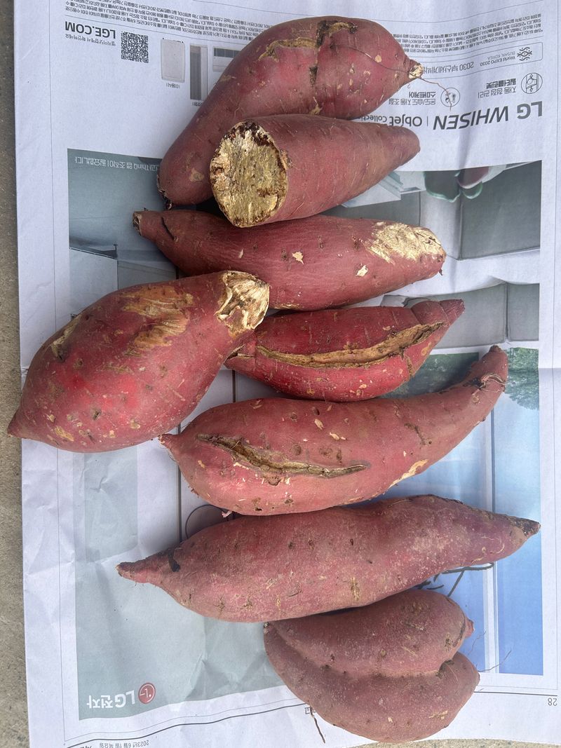 이영민님의 장터 판매 상품 [무안 꿀 고구마 왕못난이 10kg] 첨부 사진