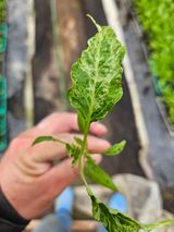 팜모닝 농사, 무엇이든 물어보세요!·참여글 게시글 이미지