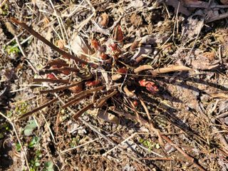 자연농원 순 강재옥님의 자유주제 · 자유게시판 작성글 사진