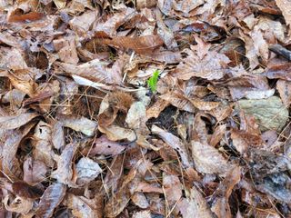 자연농원 순 강재옥님의 자유주제 · 자유게시판 작성글 사진