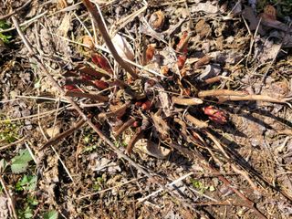 자연농원 순 강재옥님의 자유주제 · 자유게시판 작성글 사진