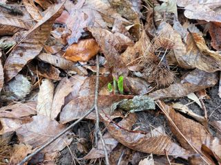 자연농원 순 강재옥님의 자유주제 · 자유게시판 작성글 사진