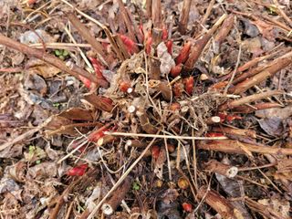 자연농원 순 강재옥님의 자유주제 · 자유게시판 작성글 사진