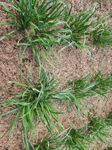 팜모닝 기타작물·병해충상담 게시글 이미지