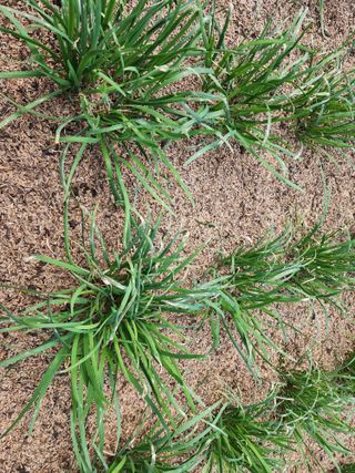 숙이네님의 기타작물 · 병해충상담 작성글 사진