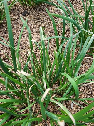 숙이네님의 기타작물 · 병해충상담 작성글 사진