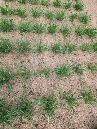 숙이네님의 기타작물 · 병해충상담 작성글 사진