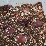 팜모닝 고구마·자유게시판 게시글 이미지