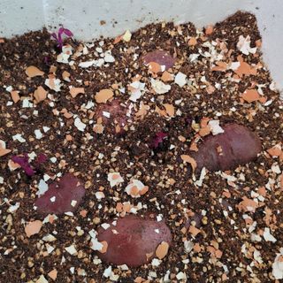 서녕영더기님의 고구마 · 자유게시판 작성글 사진