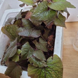 서녕영더기님의 고구마 · 자유게시판 작성글 사진