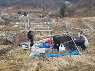 jun님의 상추 · 영농일지 작성글 사진