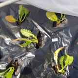 팜모닝 상추·영농일지 게시글 이미지