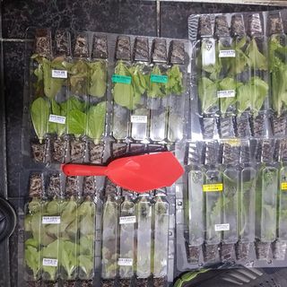 jun님의 상추 · 영농일지 작성글 사진