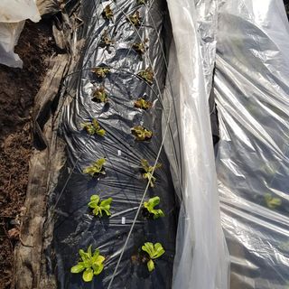 jun님의 상추 · 영농일지 작성글 사진